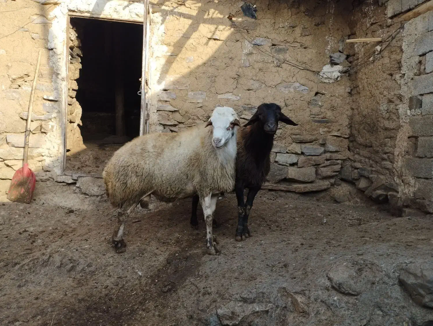 فروش قوچ داشتی|حیوانات مزرعه|دیواندره, |دیوار