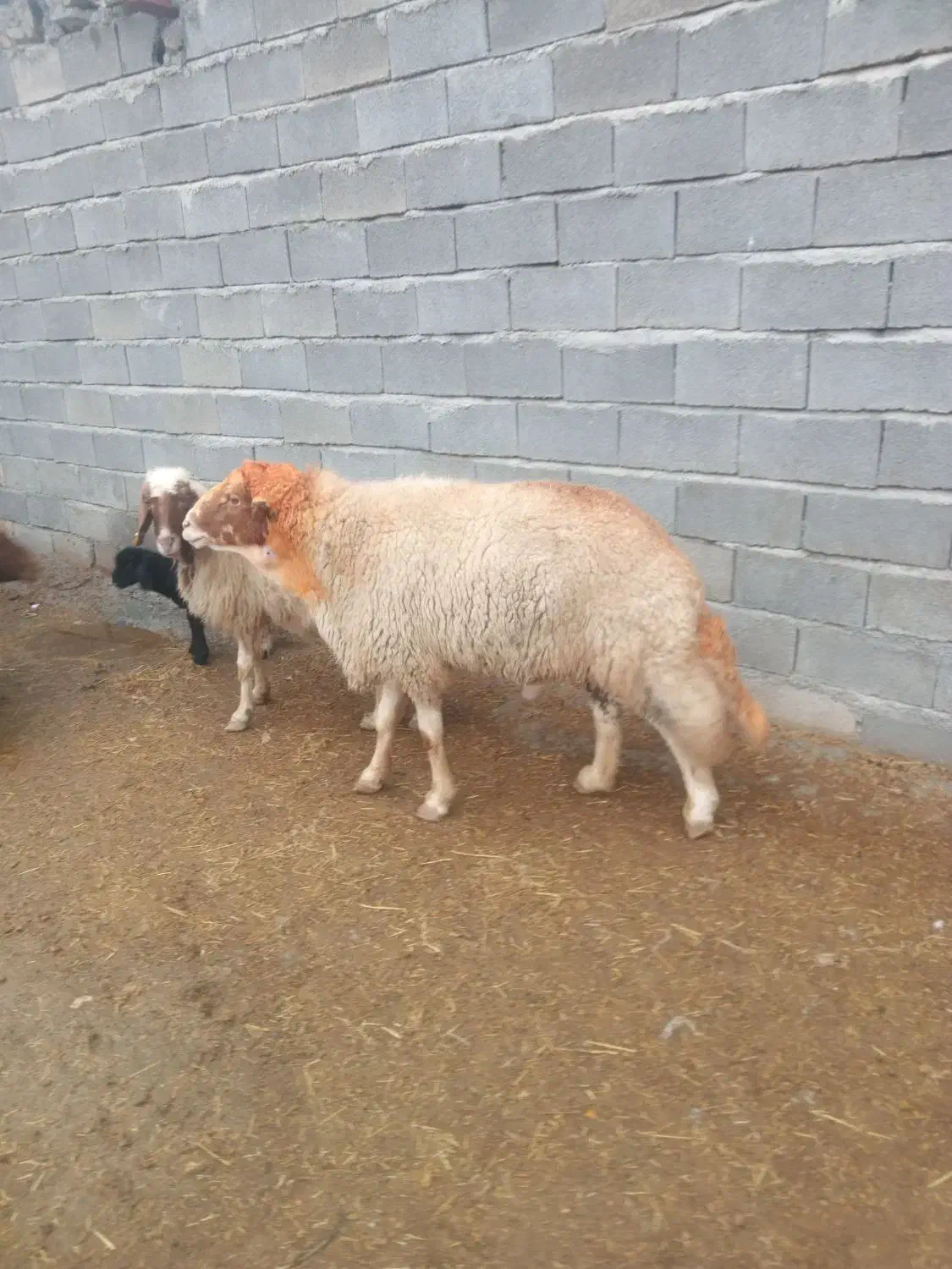 قوچ سنجابی فروشی|حیوانات مزرعه|ماهیدشت, |دیوار