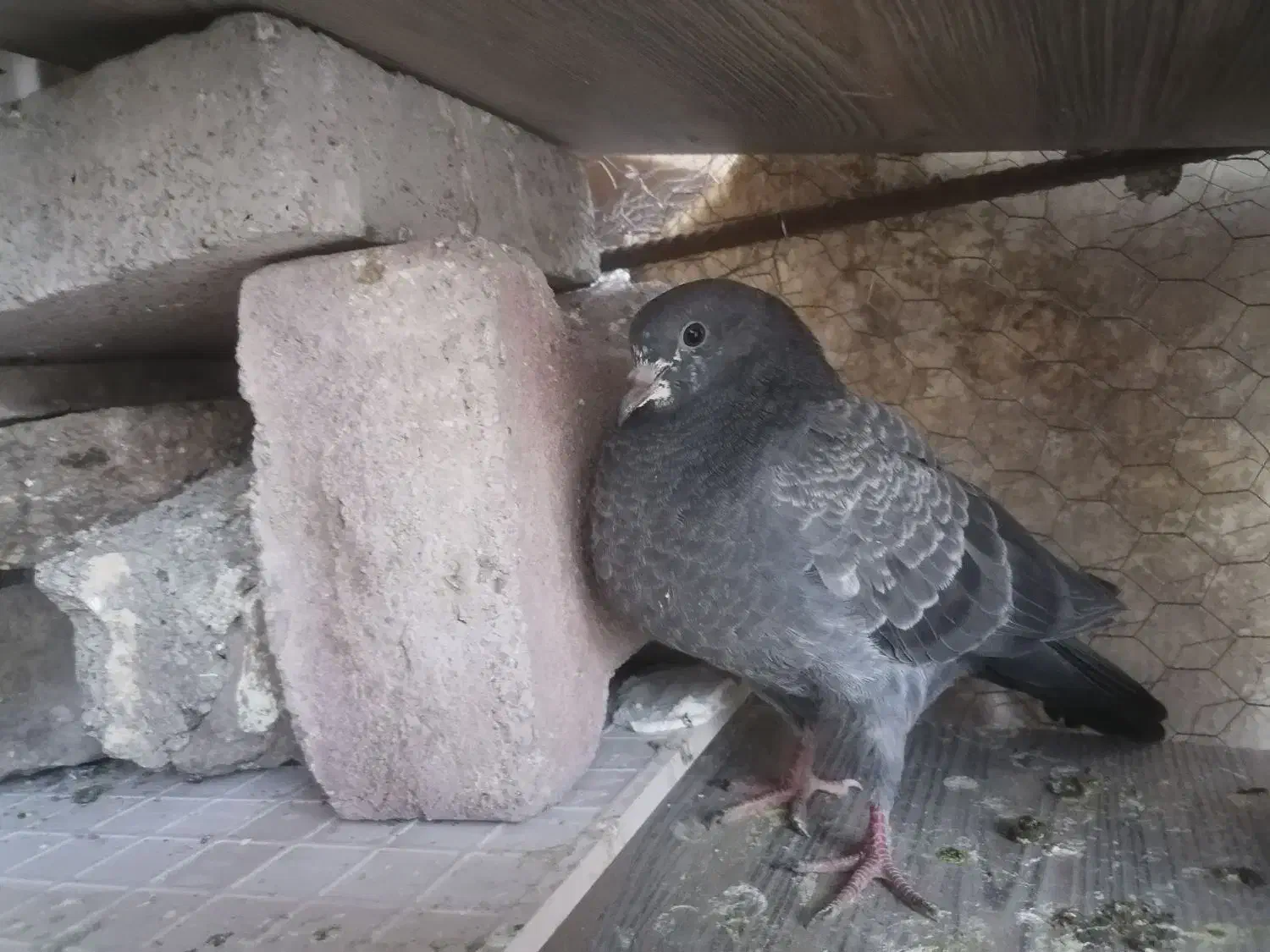 کبوتر گم شده.کبوترصید|حیوانات|مشهد, حجاب (شهرک غرب)|دیوار