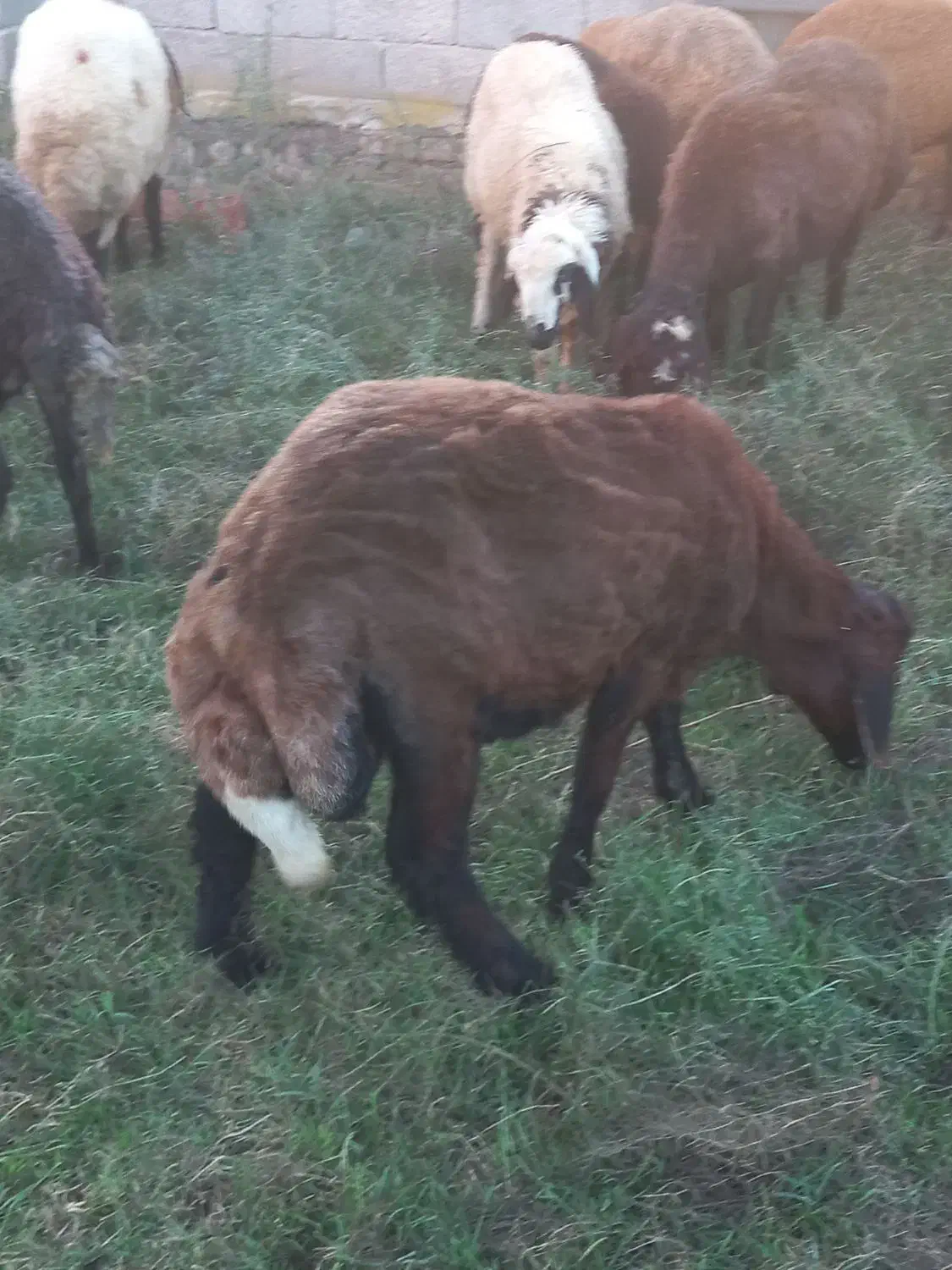 طوقلی قوچ داشتی|حیوانات مزرعه|سیمین شهر, |دیوار