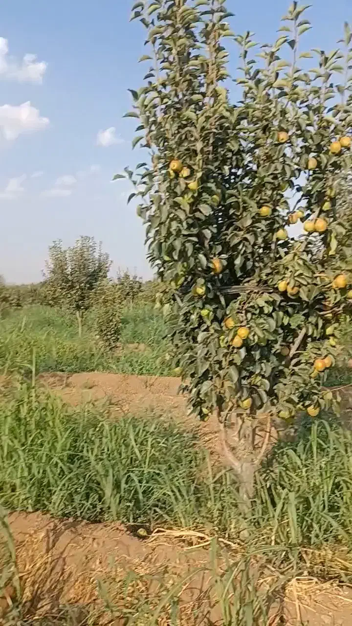 نیازمند باغبان حرفه ای شراکت|خدمات باغبانی و درختکاری|قزوین, |دیوار
