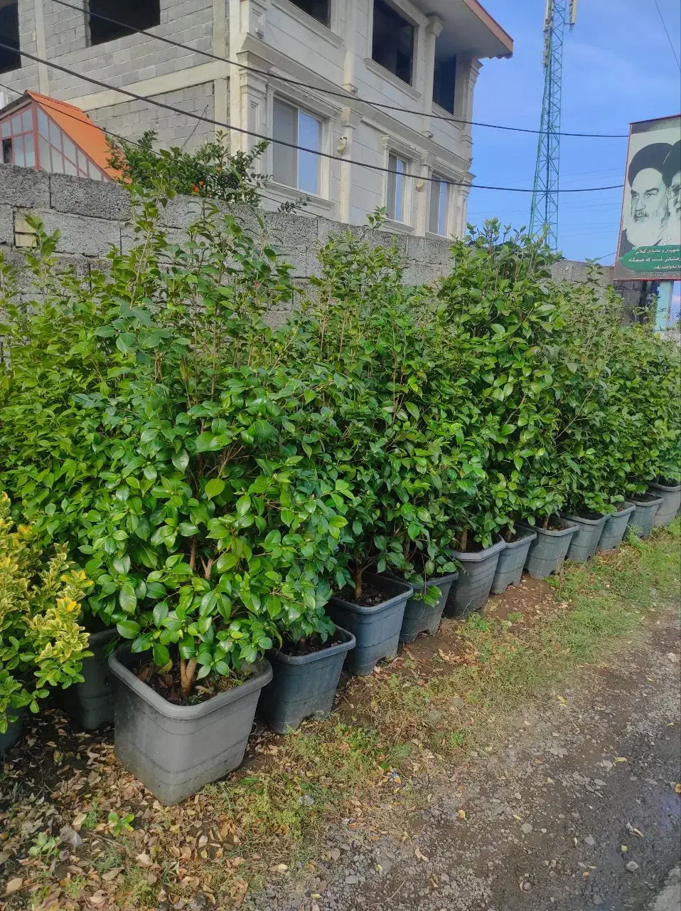 فروش کاملیا|گل و گیاه طبیعی|چابکسر, |دیوار