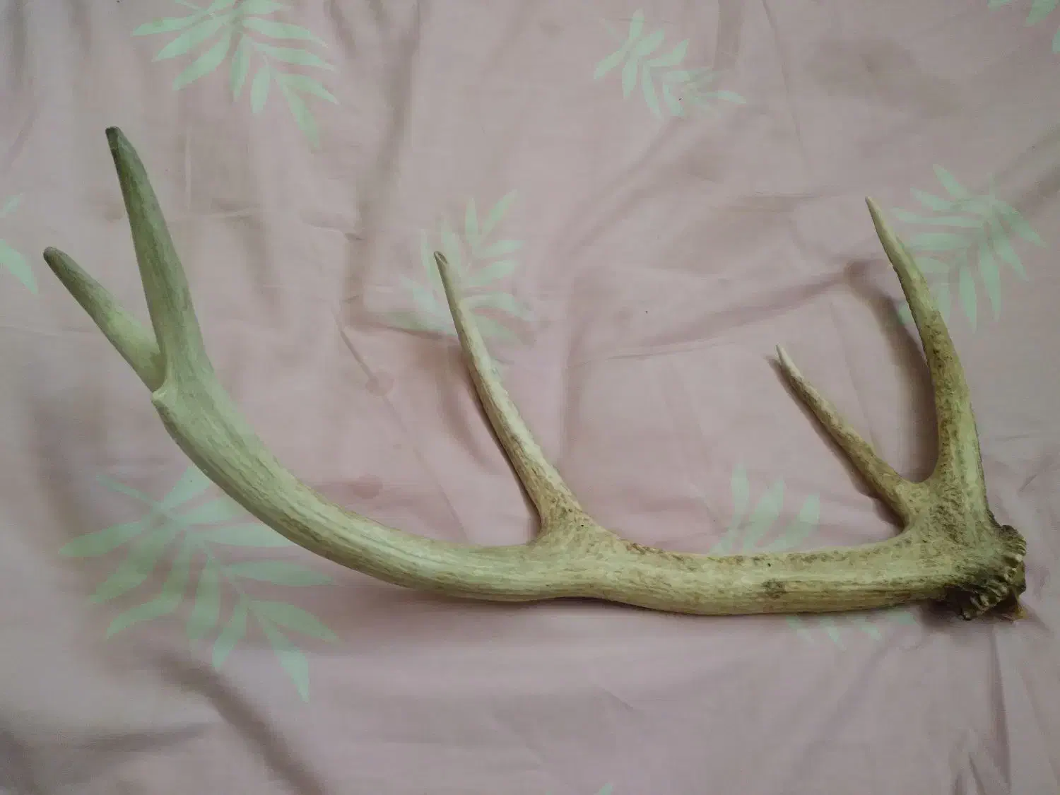 شاخ|کلکسیون اشیاء عتیقه|مشهد, گلبرگ|دیوار