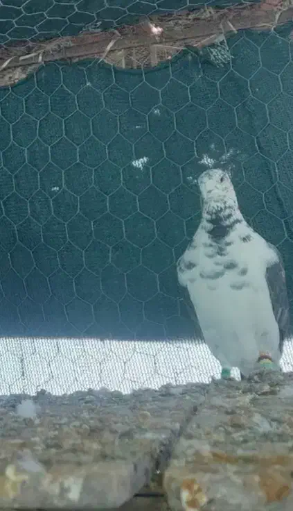 کبوتر گمشده|پرنده|بهبهان, |دیوار