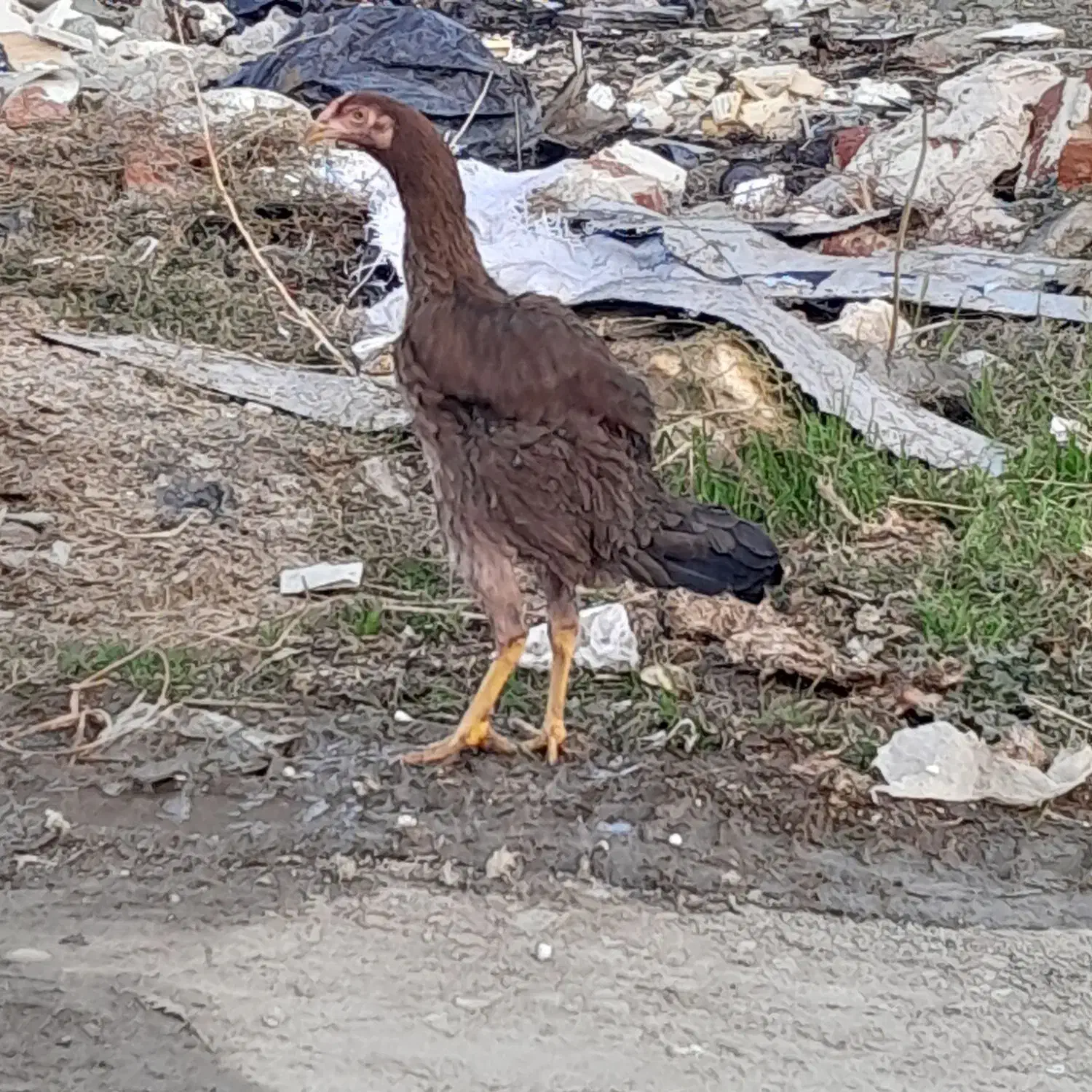 مرغ لاری 8ماه وارداتی|حیوانات مزرعه|مریوان, |دیوار