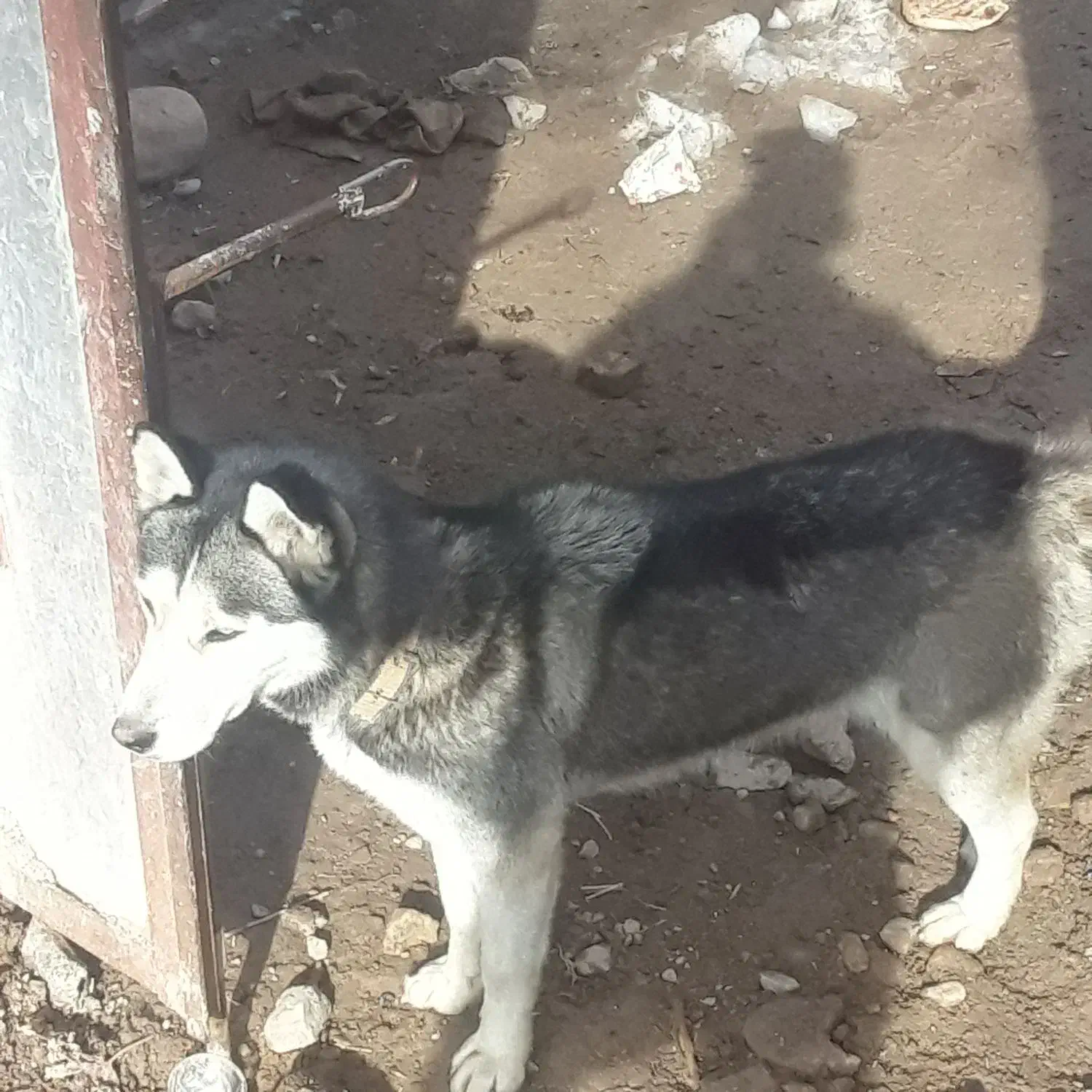 سلام|سگ|مشهد, طرق|دیوار