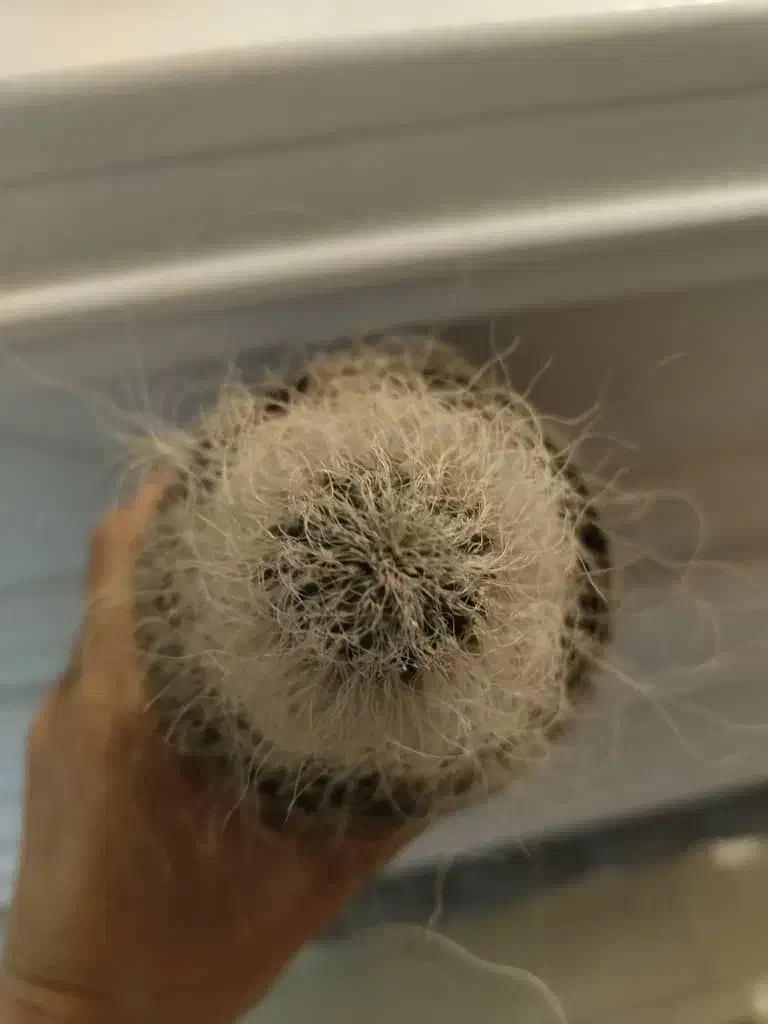 کاکتوس اولدمن|گل و گیاه طبیعی|تهران, سلیمانی|دیوار