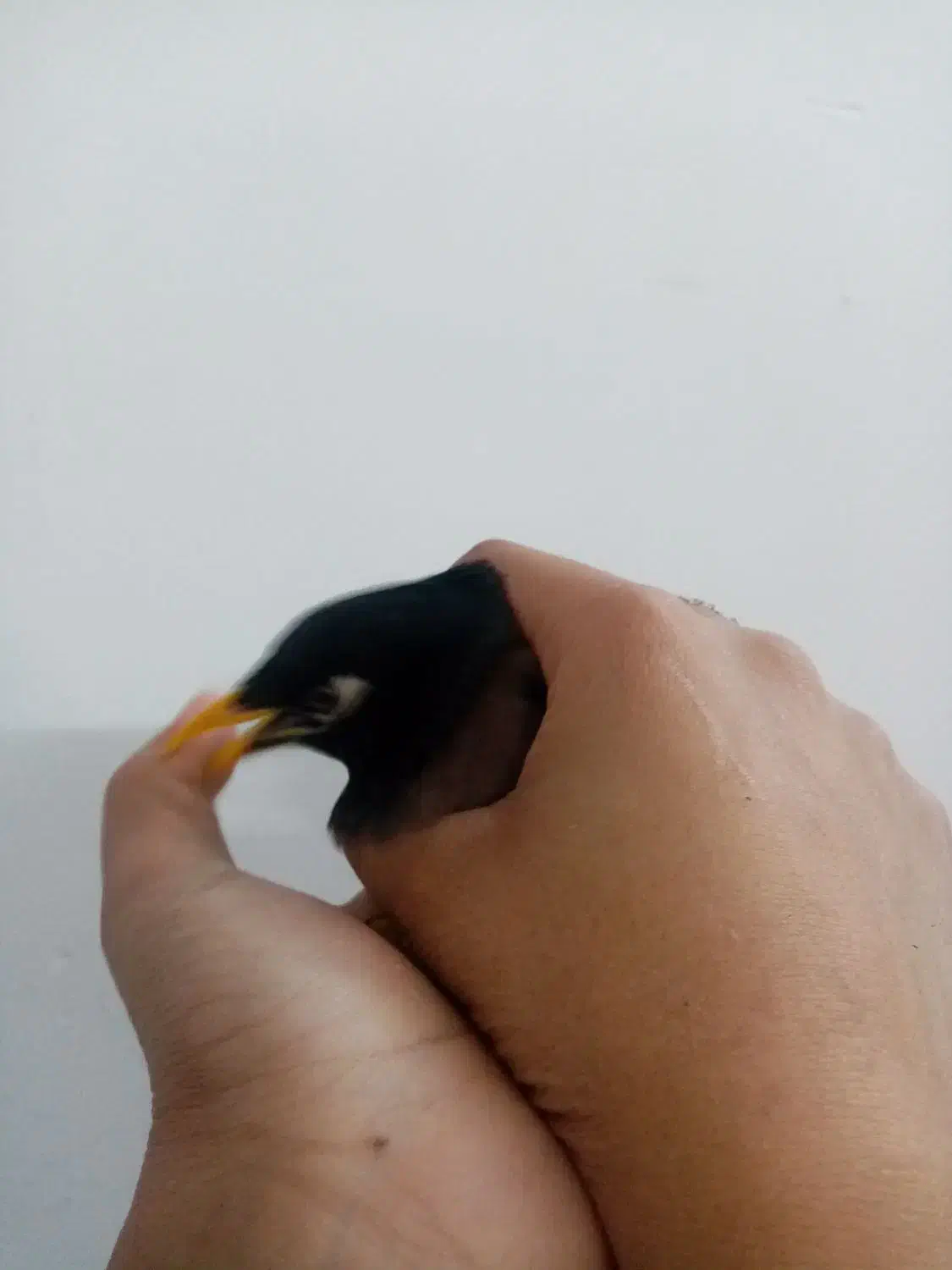 مینا سخنگو 2 ساله|پرنده|مشهد, خواجه ربیع|دیوار