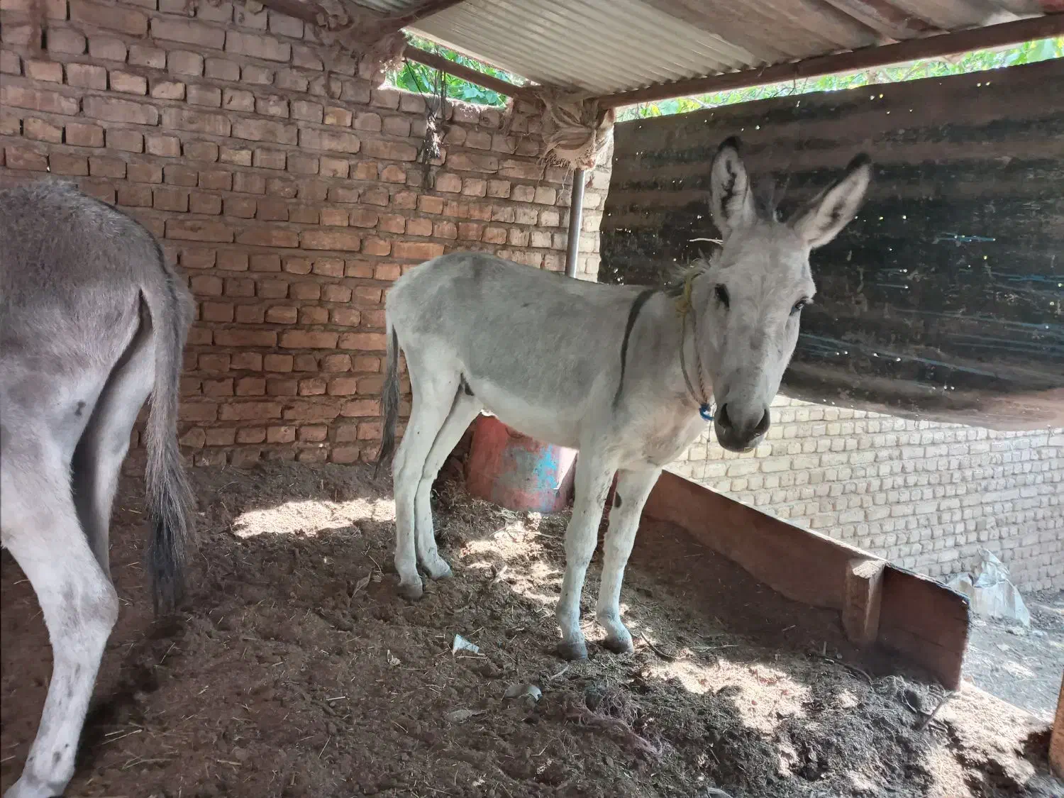 الاغ|حیوانات مزرعه|فشم, |دیوار