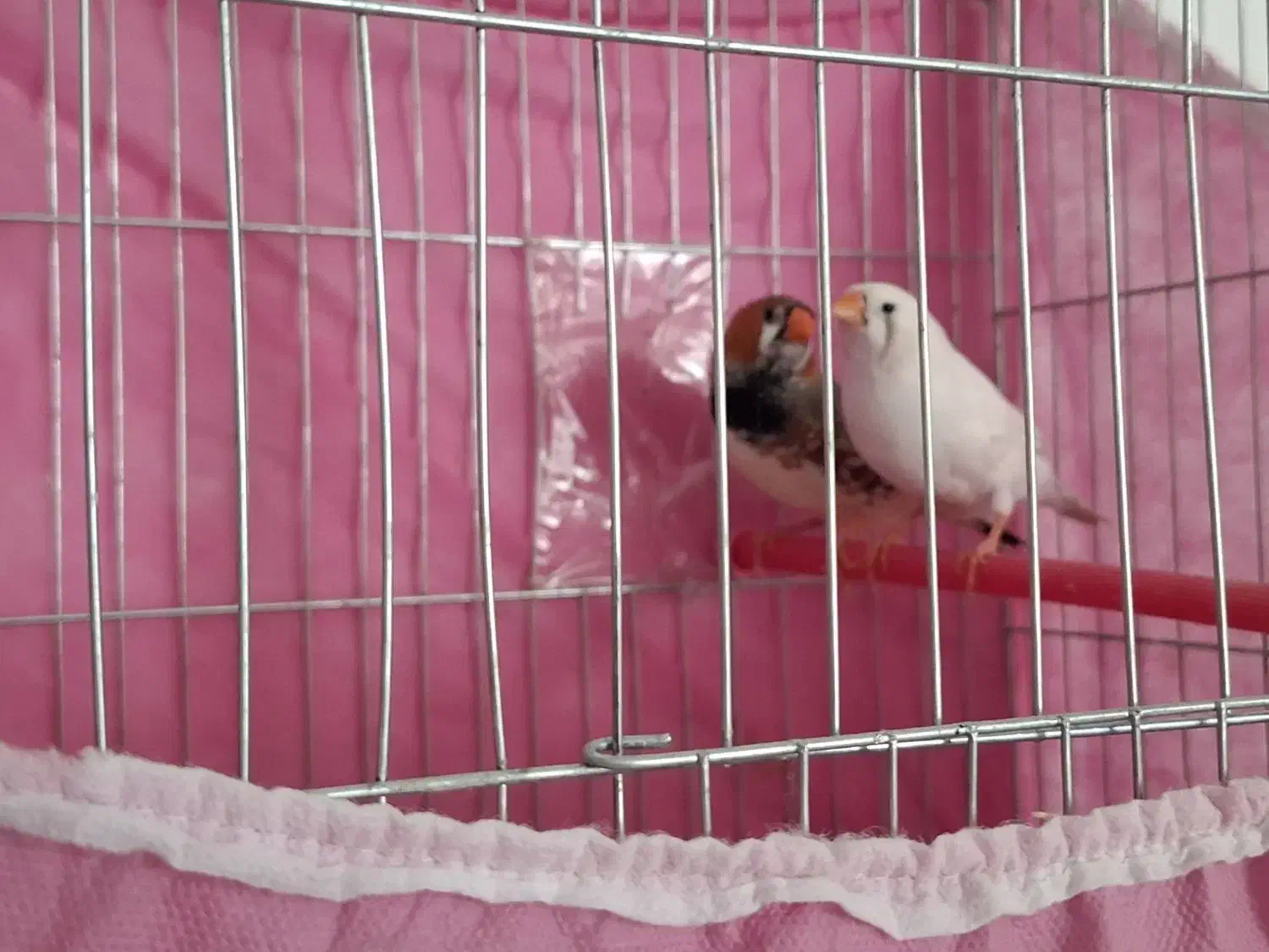 فنچ کینگ انگلیسی|پرنده|خرمآباد, |دیوار