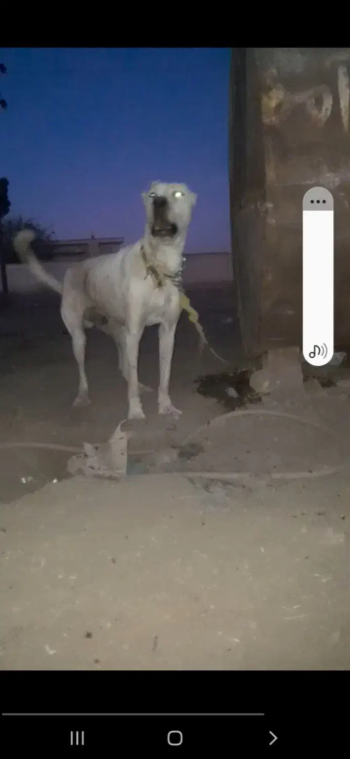 سگ نگهبان توله|سگ|تاکستان, |دیوار