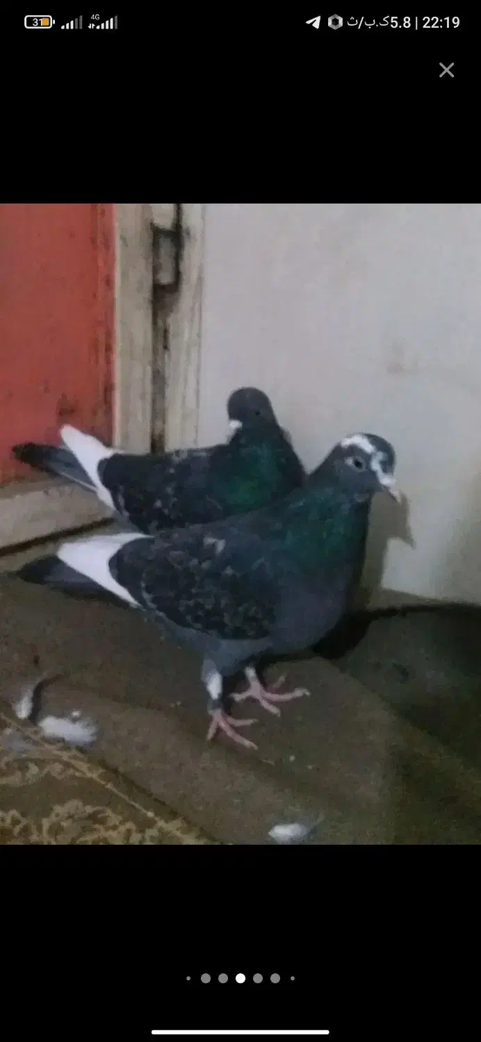 کفتر|حیوانات|نهاوند, |دیوار