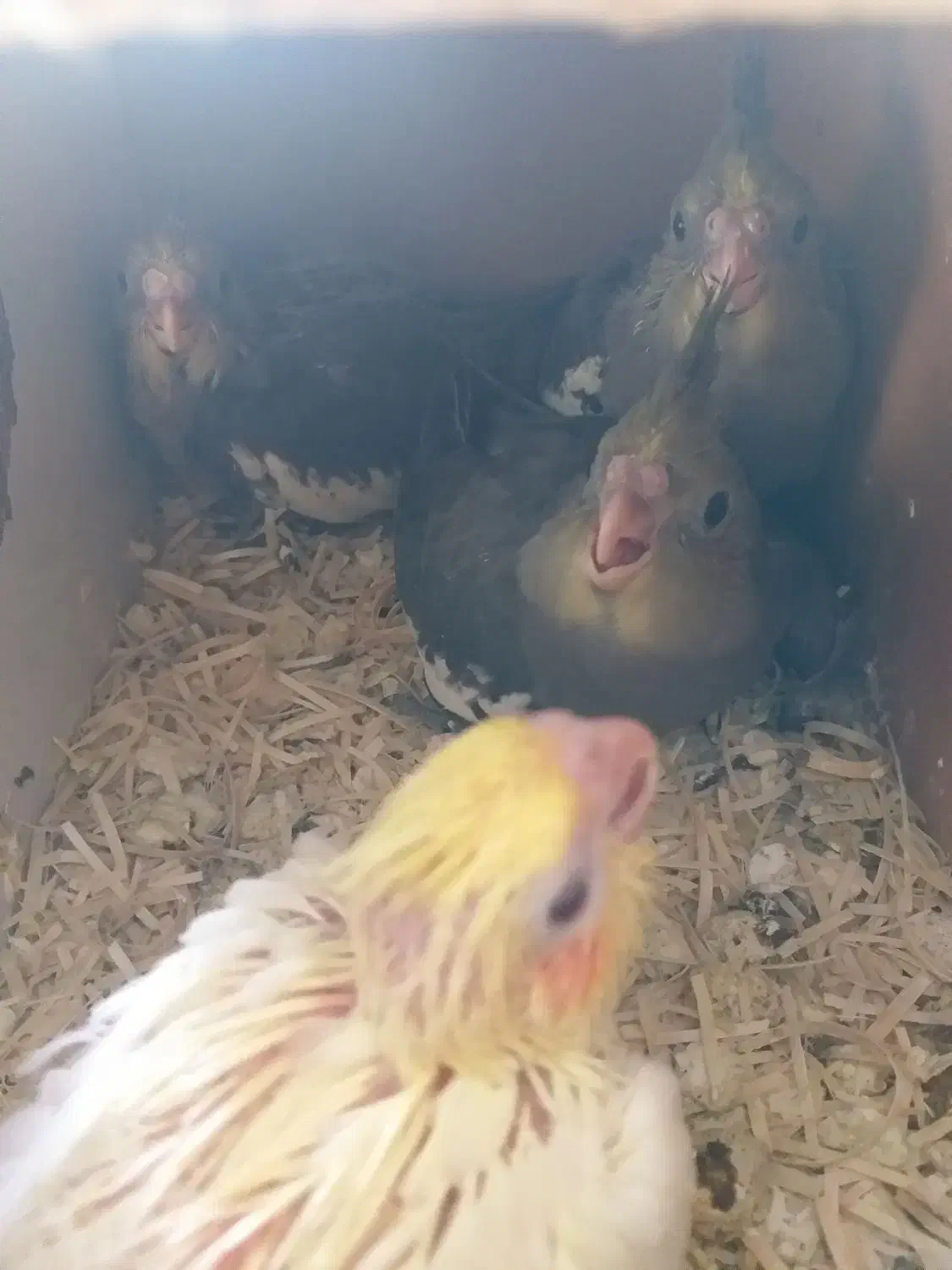 عروس هلندی مولد|پرنده|تبریز, |دیوار