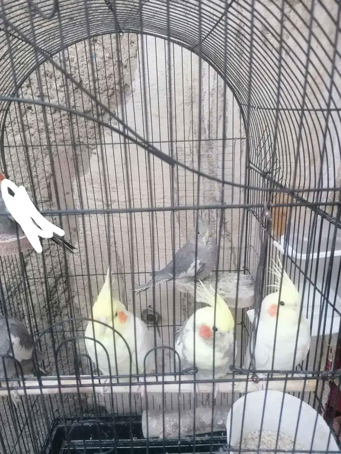 عروس هلندی|پرنده|شیراز, شیخ علی چوپان|دیوار