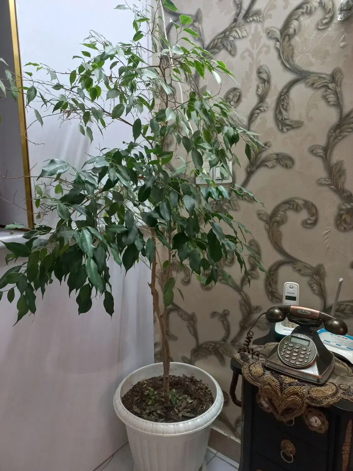 گل های طبیعی|گل و گیاه طبیعی|محمدشهر, همایون ویلا|دیوار