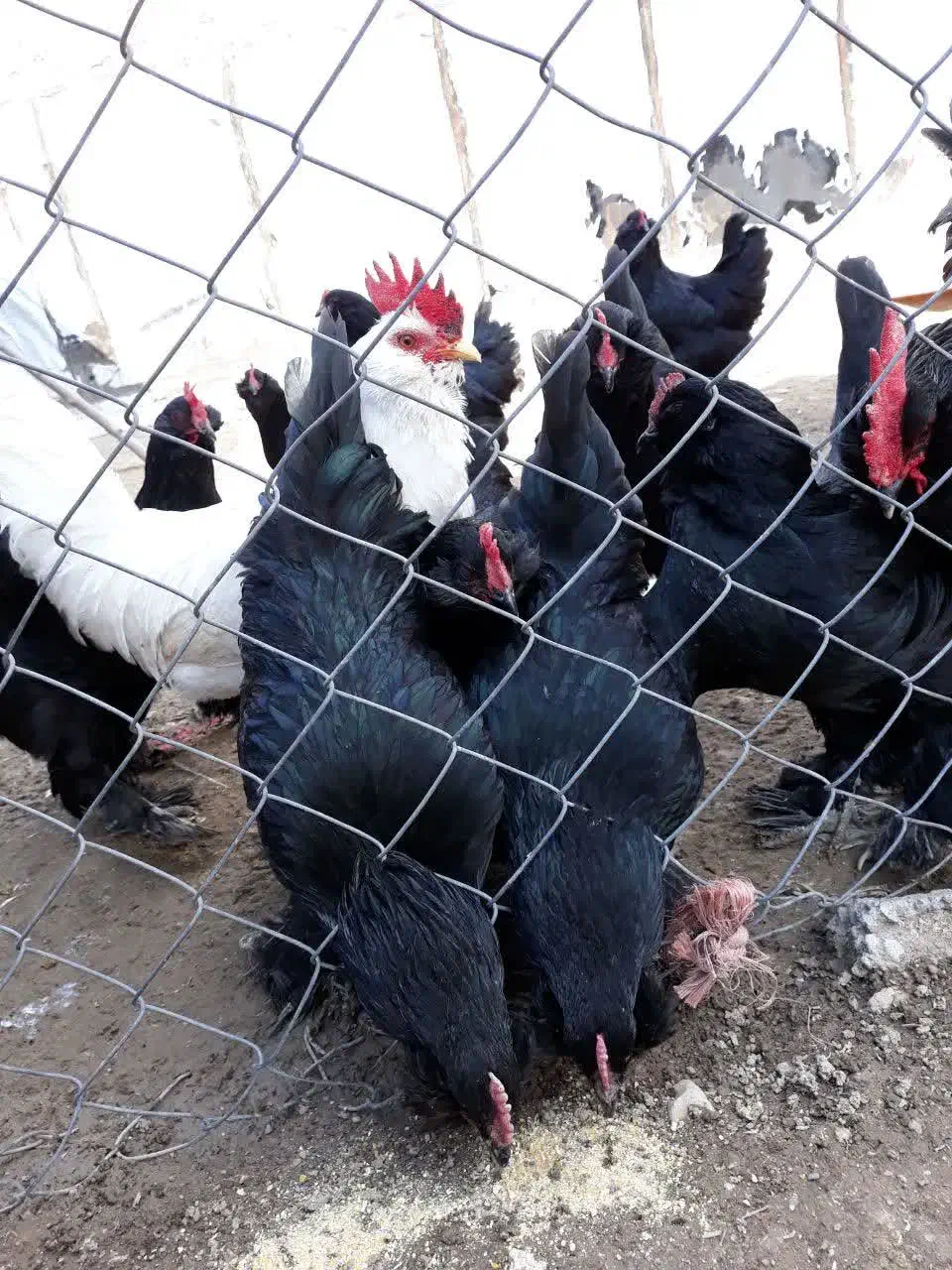 مرغ وخروس مرندی ۷ماهه سیاه|حیوانات مزرعه|هشتگرد, خور|دیوار