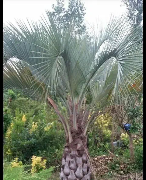 بذر پالم فینیکس مجنون و پالم آبی مجنون|گل و گیاه طبیعی|بندر انزلی, جزیره|دیوار