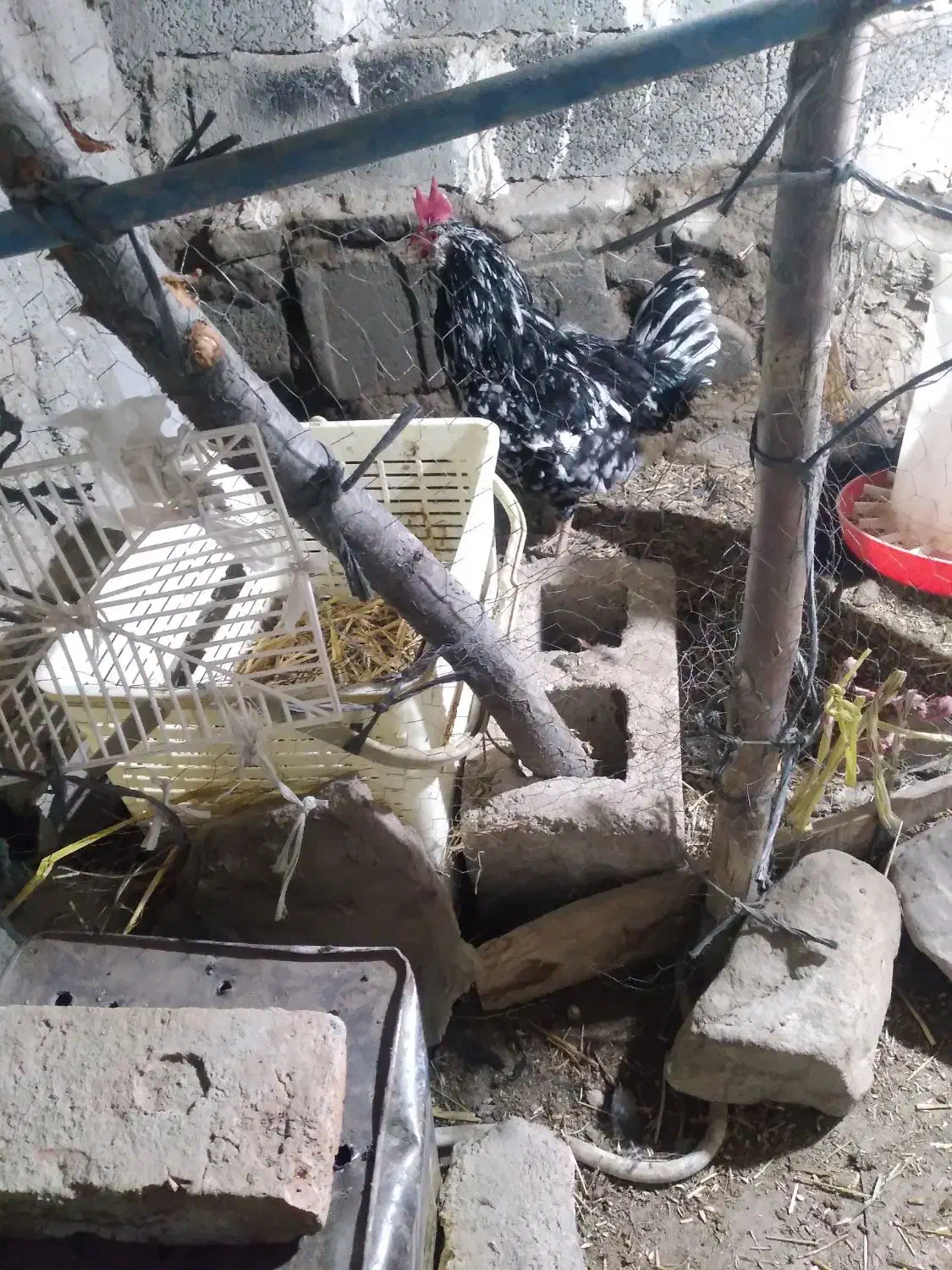 جوجه فریح|حیوانات مزرعه|مشگین شهر, |دیوار