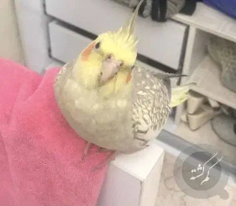 عروس هلندی گلباقالی زرد لیمویی|پرنده|هشتگرد, شهرک صبا سوله|دیوار