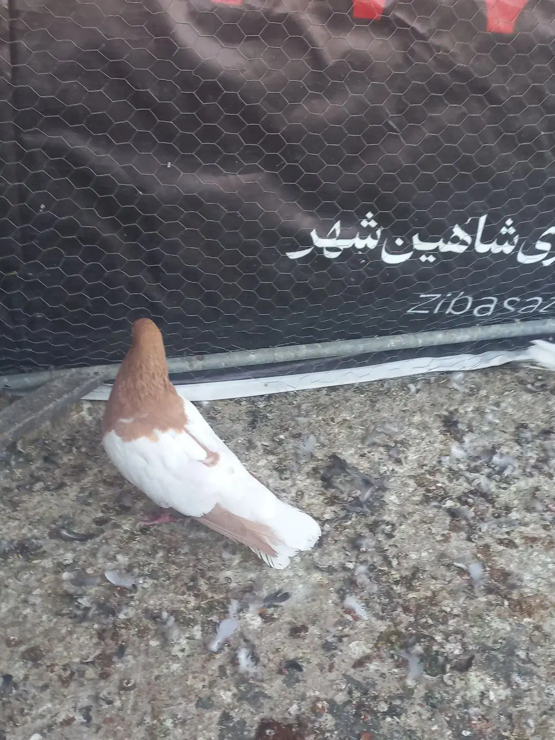 کفتر رنگی|پرنده|شاهین‌شهر, شهرک گلدیس|دیوار