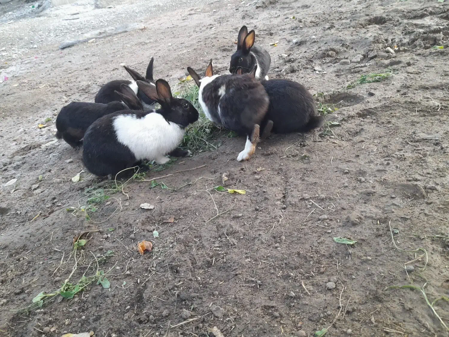 خرگوش|موش و خرگوش|رودان, |دیوار