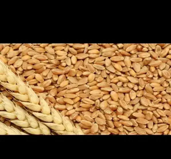 گندم|عمدهفروشی|قیدار, |دیوار