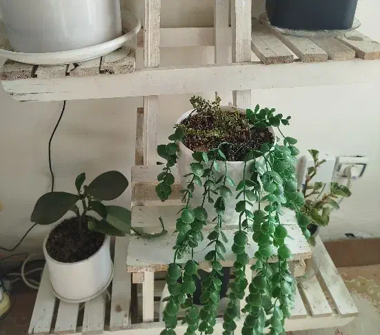 استند و پایه گل|گل و گیاه طبیعی|بجنورد, |دیوار