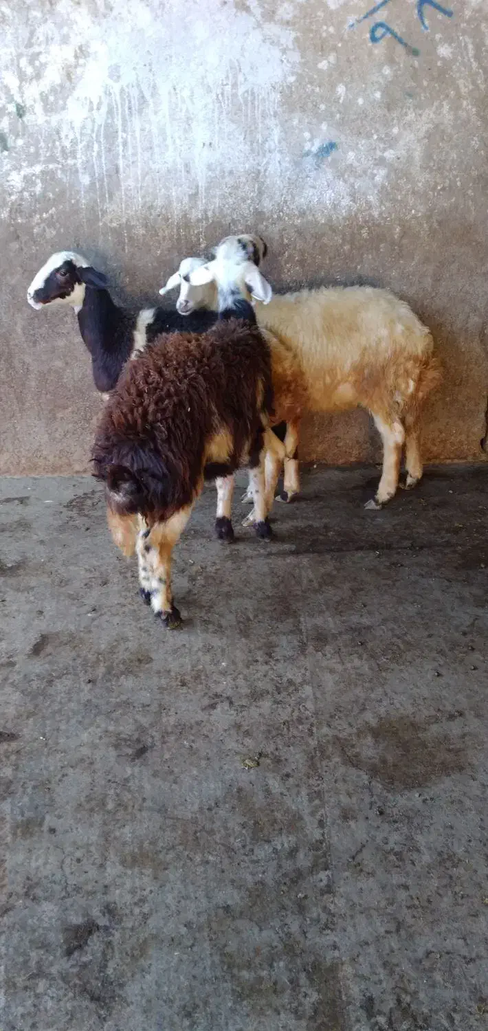 ۳تابره نر تخمی|حیوانات مزرعه|شیروان (لرستان), |دیوار