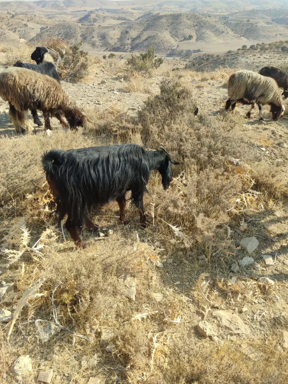 بزکهره دار|حیوانات مزرعه|ارژن, |دیوار