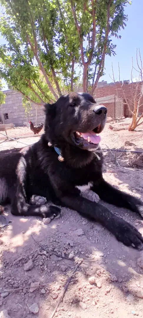 سگ قره سراب|سگ|رفسنجان, |دیوار