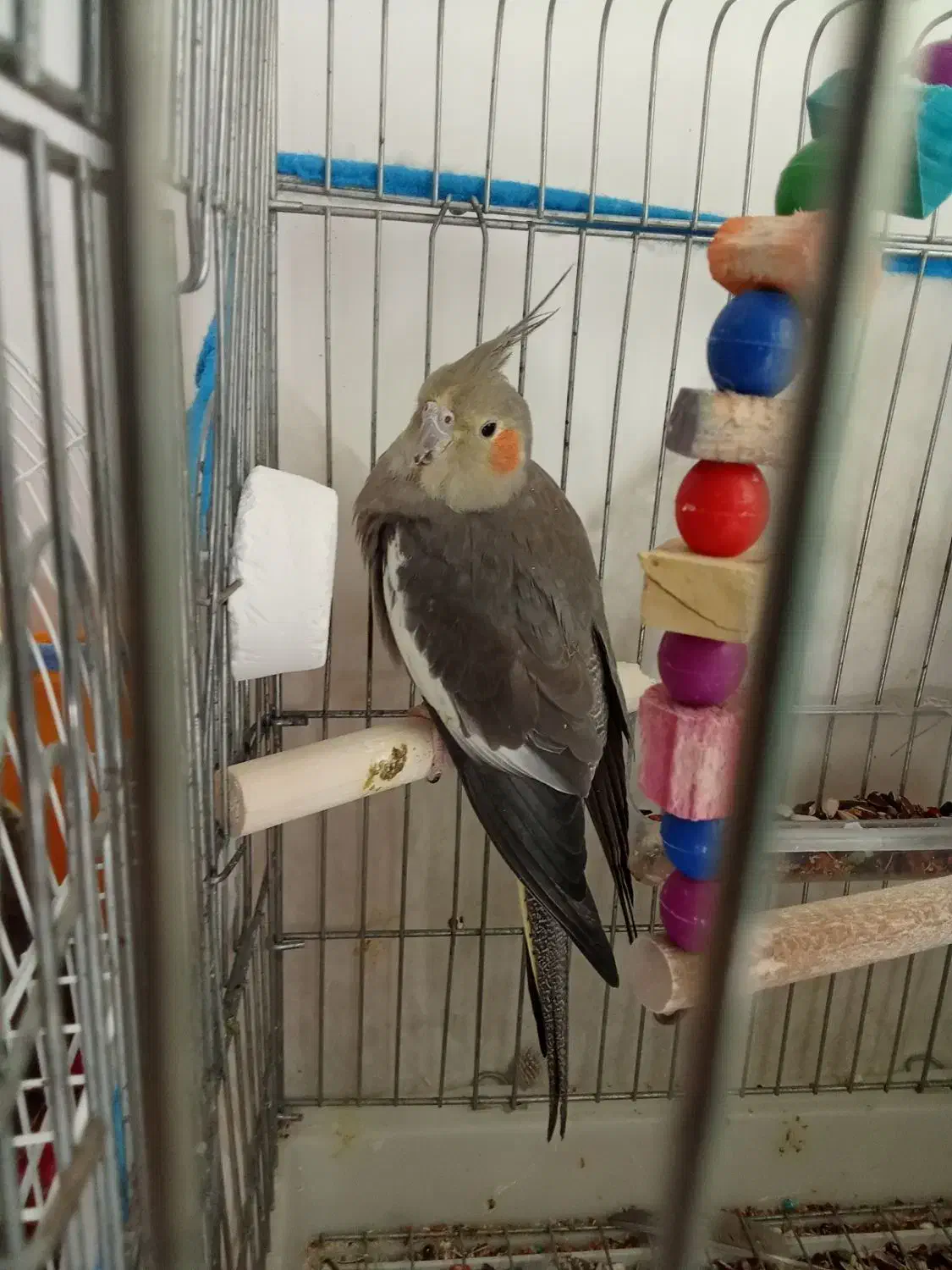 عروس هلندی|پرنده|خرمشهر, |دیوار