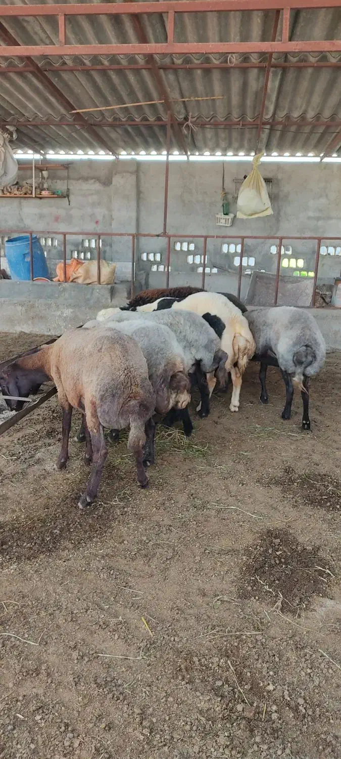 فروش گوسفند های بره دار و ابستن و نر طوقلی|حیوانات مزرعه|سیجوال, |دیوار