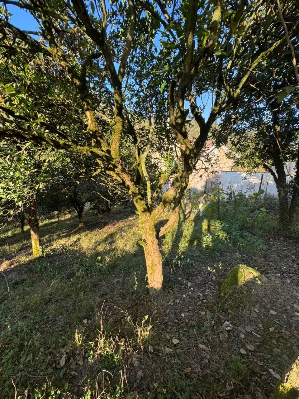 زمین مسکونی|فروش زمین و ملک کلنگی|چابکسر, |دیوار