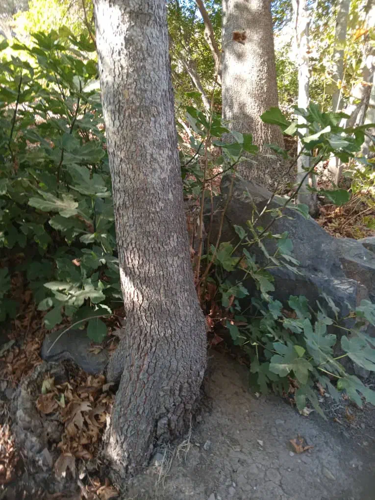 فروش چوب چنار|خدمات باغبانی و درختکاری|گیلوان, |دیوار