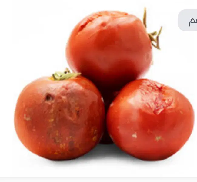 گوجه ربی|خوردنی و آشامیدنی|باغستان, |دیوار