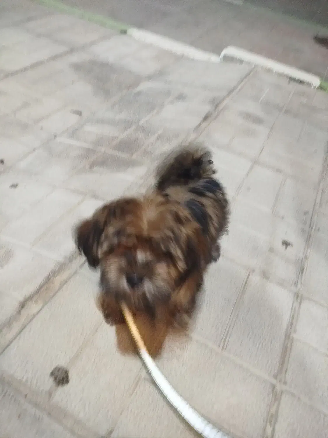 سگ شیتزو کوچولو 10سانتی|سگ|فولادشهر, مسکن مهر فولادشهر|دیوار