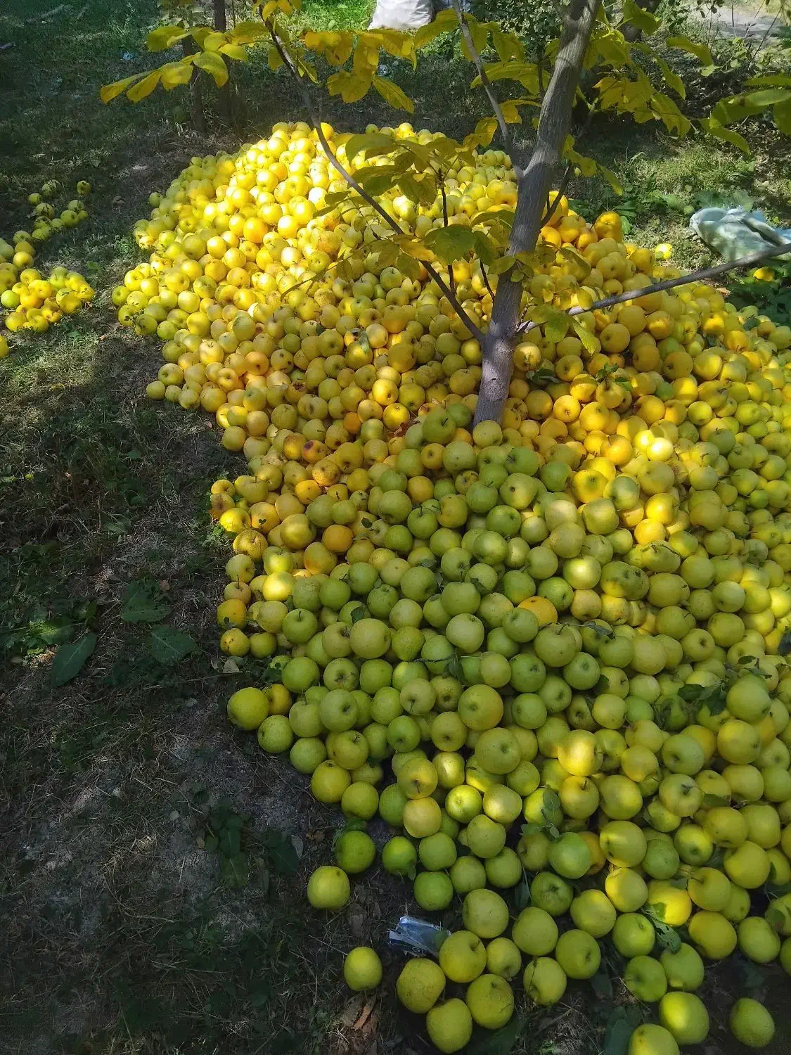 خریدار حیاط در گلبهار 1/۵ میلیارد نقدی وباغ|پیشفروش املاک|چناران, |دیوار