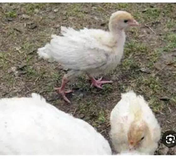 گمشده بوقلمو|حیوانات|برازجان, |دیوار