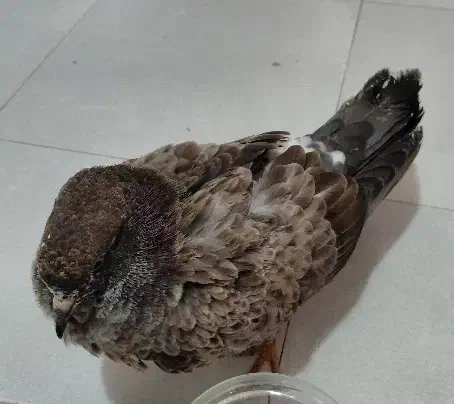 کبوتر زیبا و چاق|پرنده|شیرگاه, |دیوار