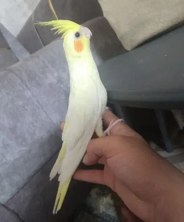 عروس هلندی لوتینو نر ۵ماهه|پرنده|وحیدیه, |دیوار