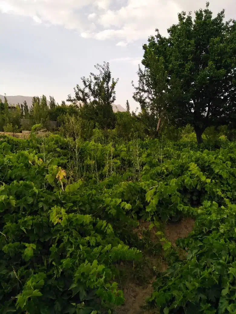 باغ انگور|فروش زمین و ملک کلنگی|کمیجان, |دیوار