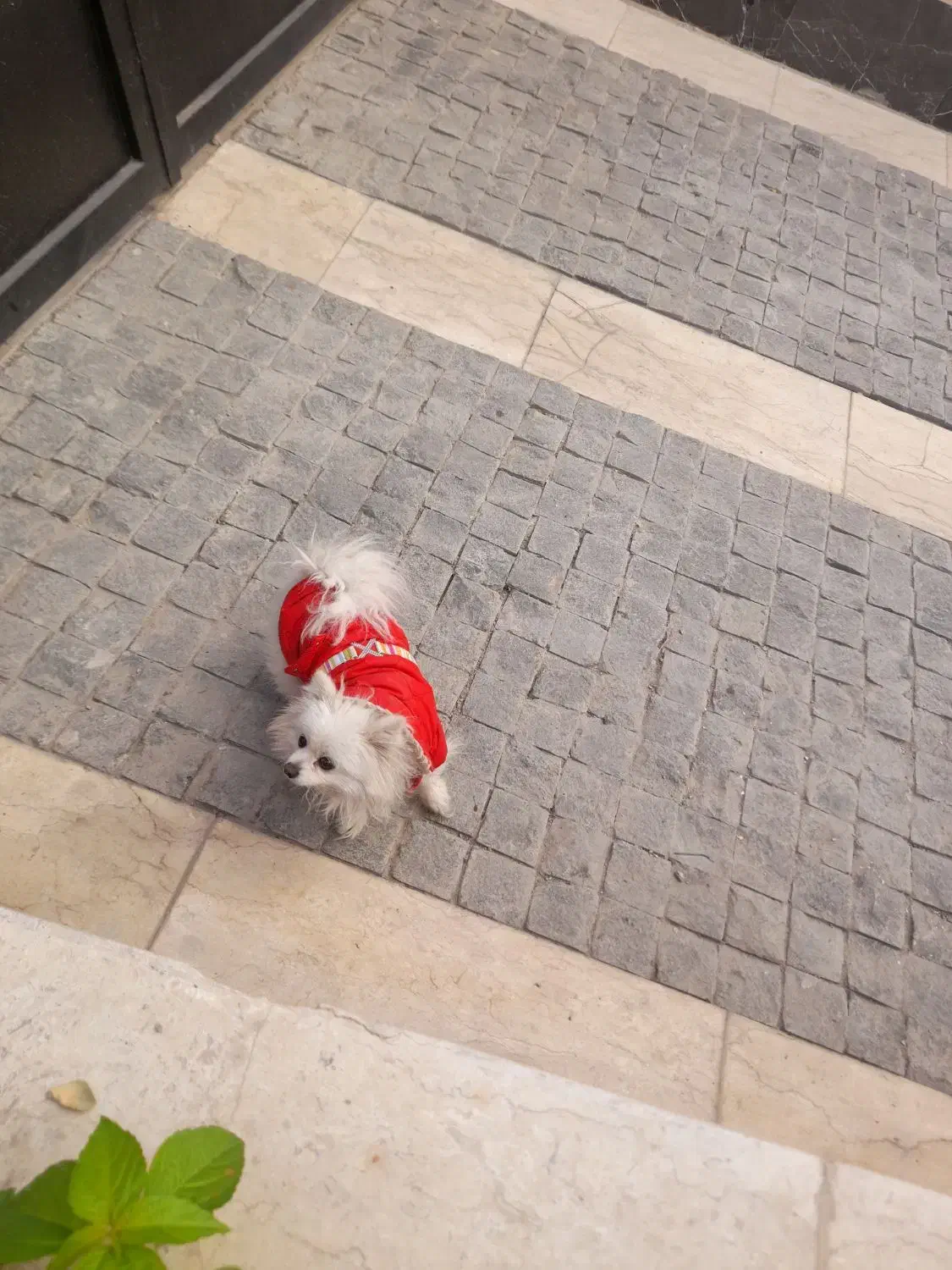 پامرین عروسکی ناز|سگ|تهران, سعادتآباد|دیوار