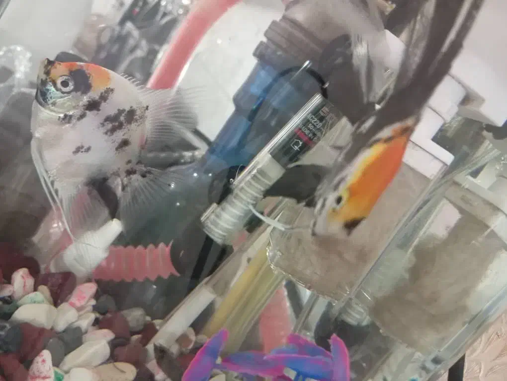 انجل کوی|ماهی|قم, شهرک فاطمیه|دیوار