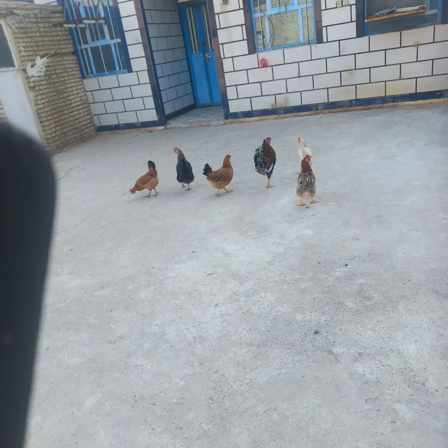 مرغ تخم گذار وخروس|حیوانات مزرعه|گتوند, |دیوار