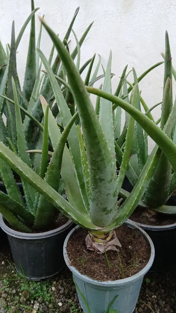 فروش ویژه آلوئورا سطل ۴|گل و گیاه طبیعی|کوچصفهان, |دیوار