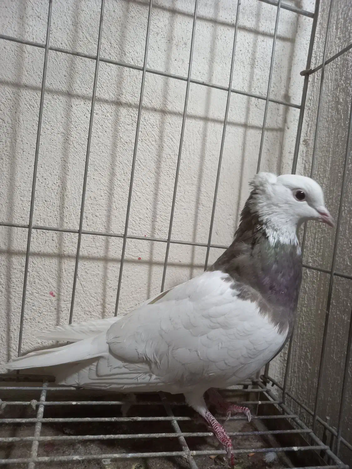 کبوترطوقی ماده غریب گیری|پرنده|فردیس, قریشی|دیوار