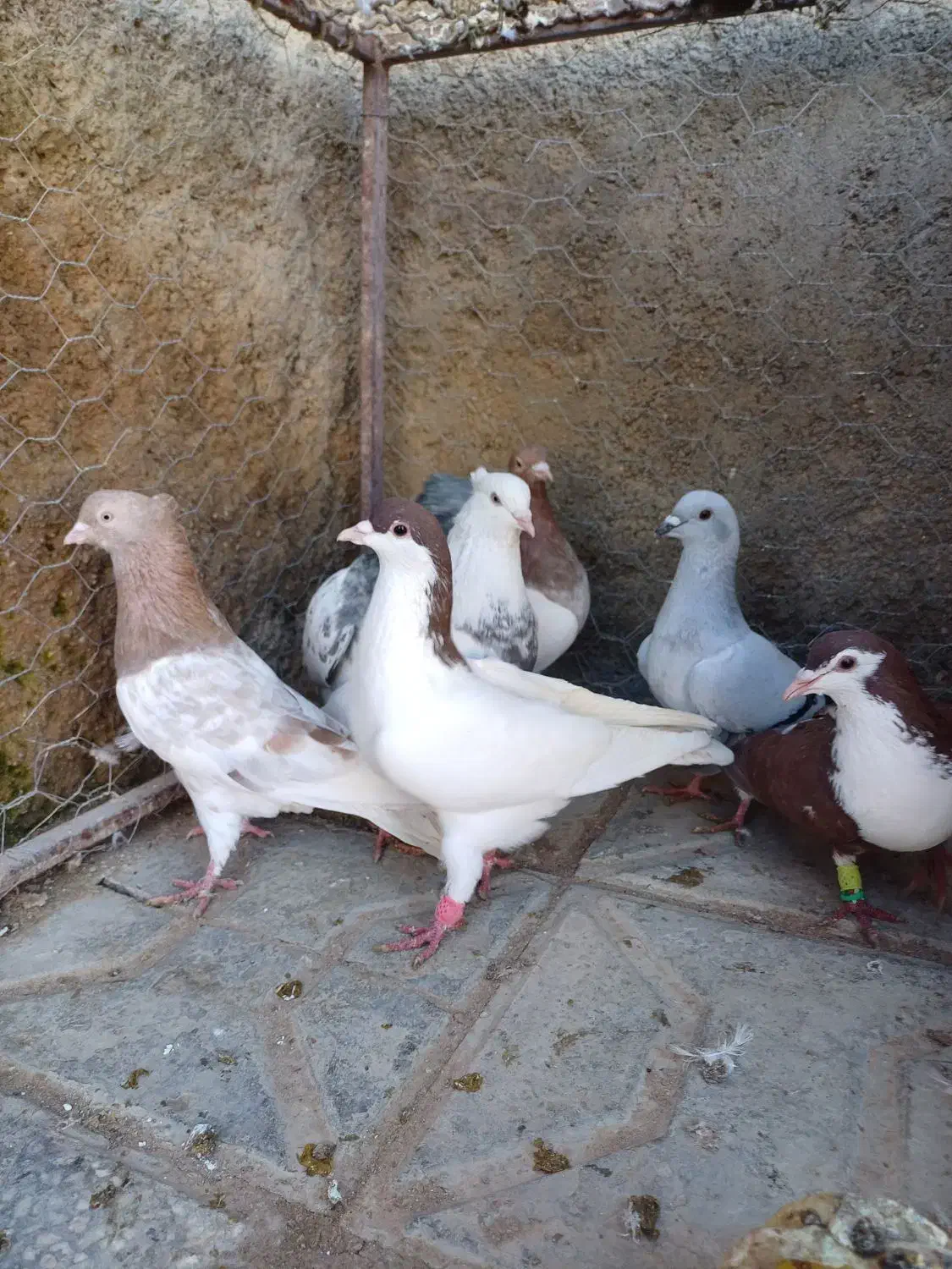 ۱۲ تا نر پرشی|پرنده|شیروان (خراسان), |دیوار