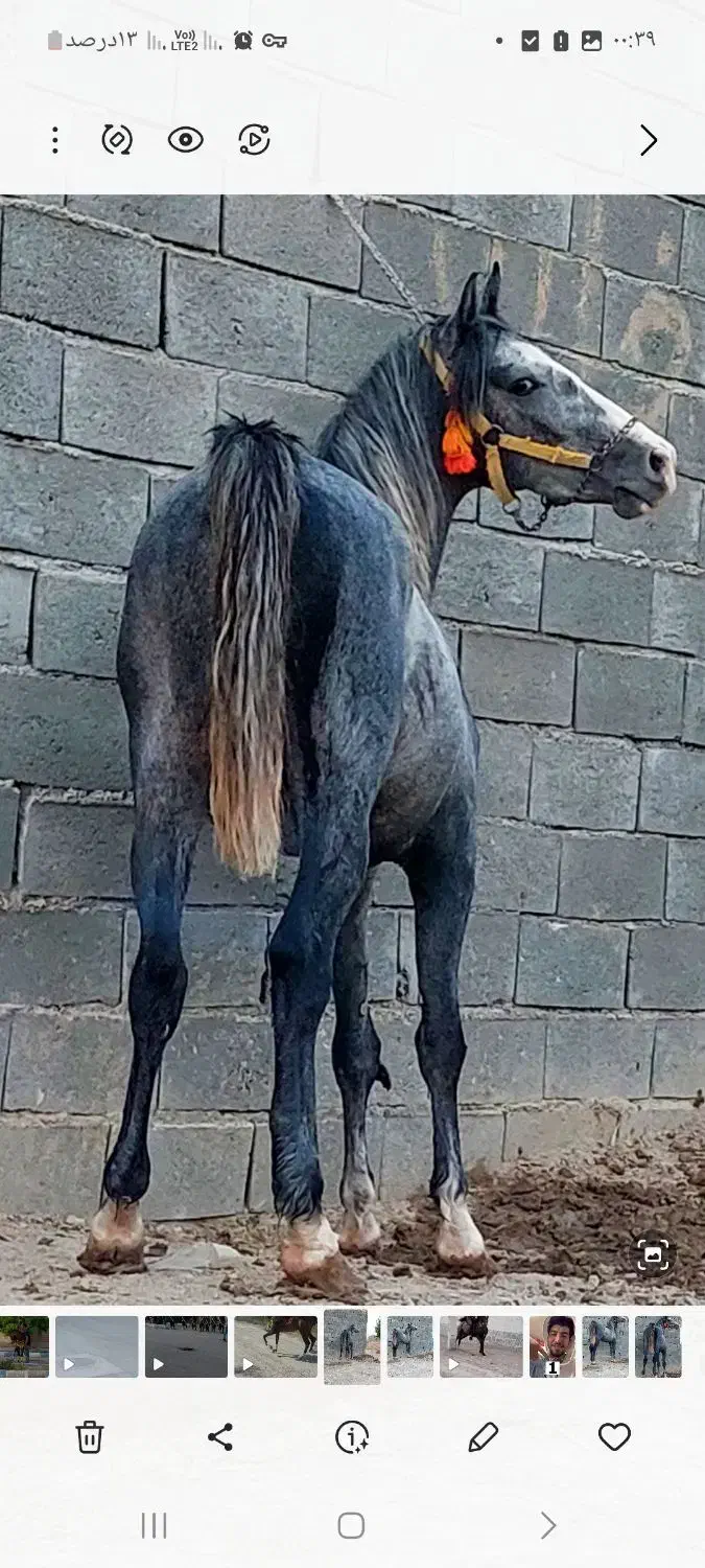 کره اسب سه سال نیم نریان نوه کامران|اسب و تجهیزات اسبسواری|فلاورجان, |دیوار