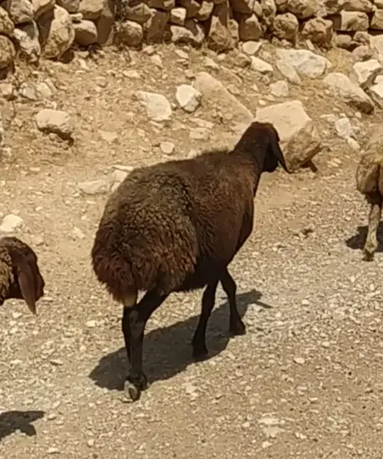 گوسفند دزدیده شده|حیوانات|اندیمشک, |دیوار