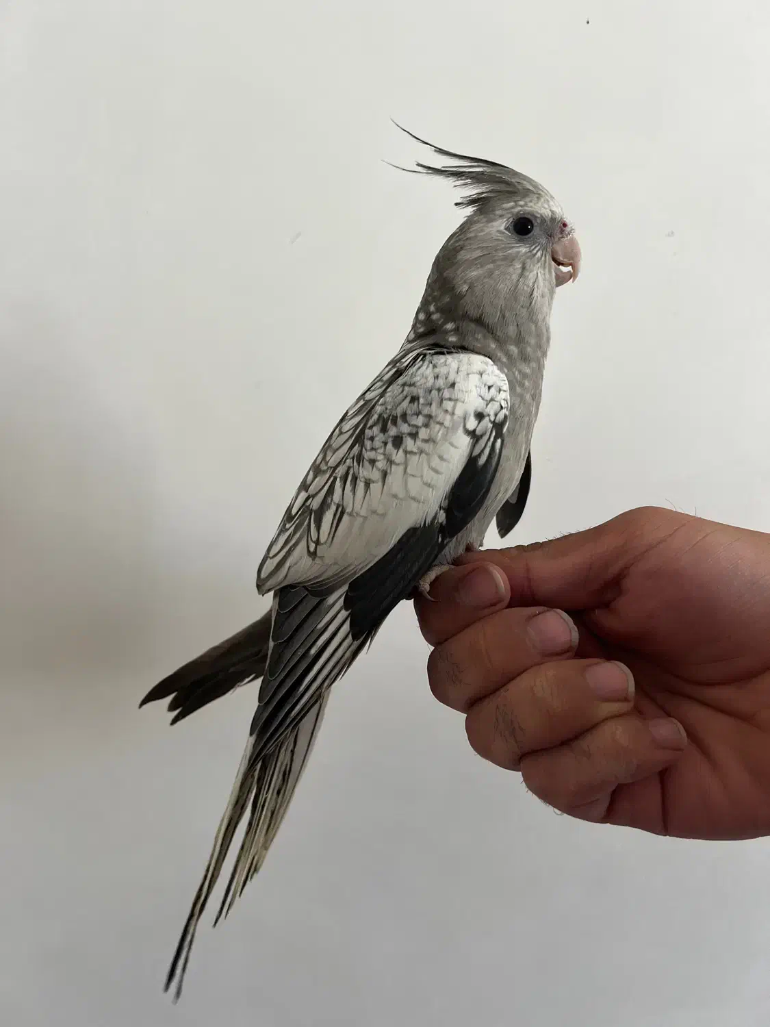 عروس هلندی ایزابلا|پرنده|ایلام, |دیوار